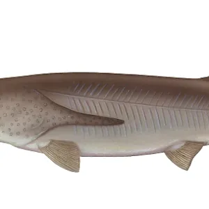 Paddlefish or Oarfish, a Type of Gamefish