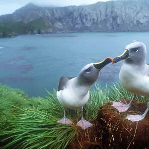 Pair of grey-headed albatross