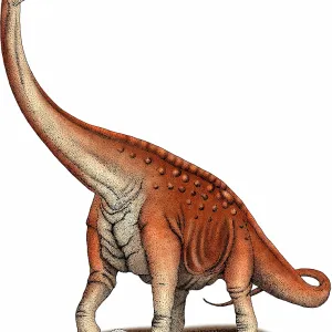Paluxysaurus Paluxysaurus
