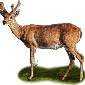 Pampas Deer Pampas Deer