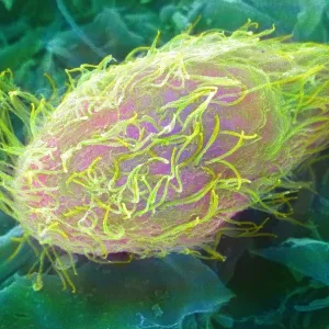 Paramecium, under a microscope (SEM)