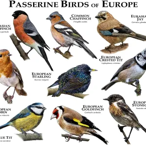 Passerine Birds of Europe