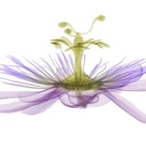 Passion flower, X-ray Passion flower, X-ray