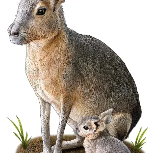 Patagonian Mara, D. Patagonum, Argentinian Rodent, Illustration