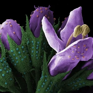 Peppermint Bud, under a microscope (SEM) Peppermint Bud, under a microscope (SEM)