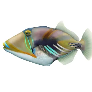 Picasso Triggerfish (Rhinecanthus aculeatus) Picasso Triggerfish (Rhinecanthus aculeatus)