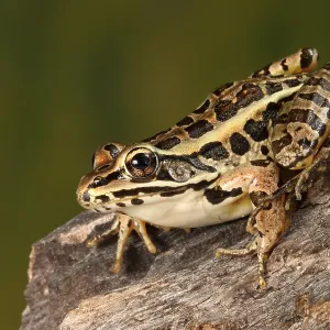 Pickerel Frog (Lithobates palustris)