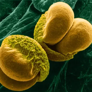 Le pollen de pin, micrographie électronique à balayage.