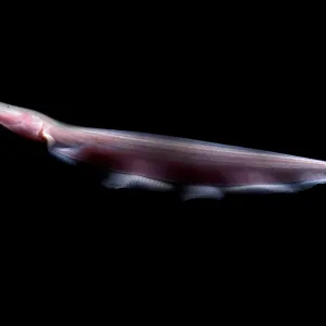 Pink Dolphin Knifefish