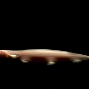 Pink Dolphin Knifefish