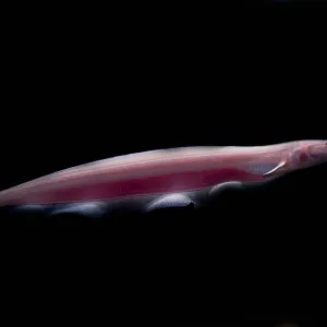 Pink Dolphin Knifefish