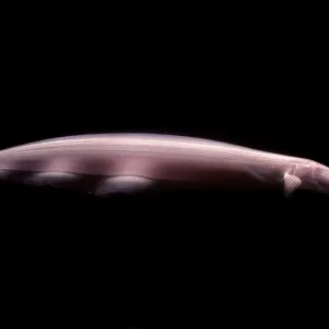 Pink Dolphin Knifefish