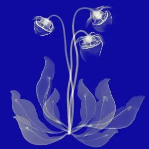 Pitcher Plant Flowers, X-ray Pitcher Plant Flowers, X-ray