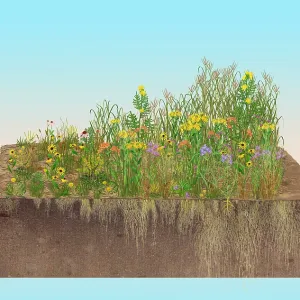 Prairie Plants Succession, Illustration