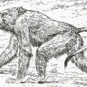 Prehistoric Extinct Animals