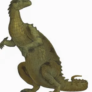 Iguanodon, Dinosaure du Mésozoïque.
