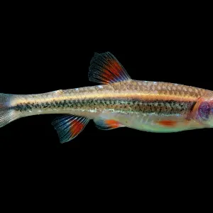 Print of partially colored Rainbow Shiners (Notropis chrosomus) Print of partially colored Rainbow Shiners (Notropis chrosomus)
