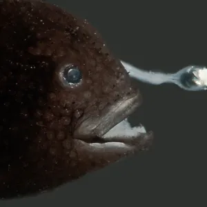 Print of Prickly Dreamer Anglerfish Print of Prickly Dreamer Anglerfish