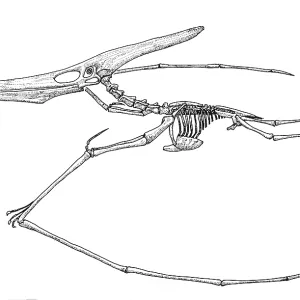 Pteranodon, reptile volant du Crétacé.