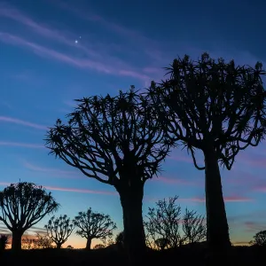 Quiver trees
