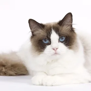 Animals Prints: Dogs, Cats and Pets