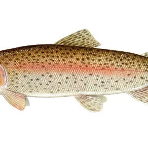 Rainbow Trout