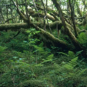 Rainforest, Alaska