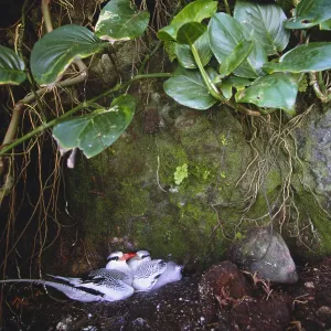Red Billed Tropicbirds Red Billed Tropicbirds