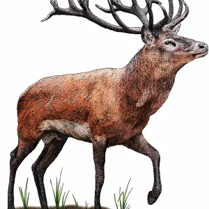 Red Deer Red Deer
