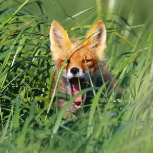 Red fox, Cape Pierce, Alaska
