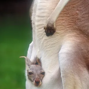 Red kangaroo mother and joey Red kangaroo mother and joey