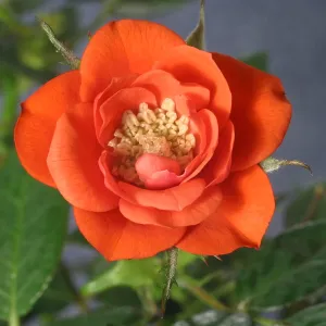 Red Rose blooming Red Rose blooming