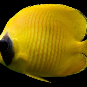 Red Sea Butterfly Fish Print Red Sea Butterfly Fish Print