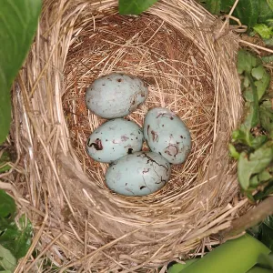Red-winged Blackbird Nest