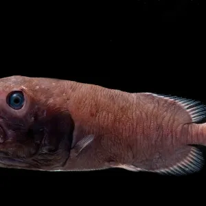 Redmouth Whalefish Print Redmouth Whalefish Print