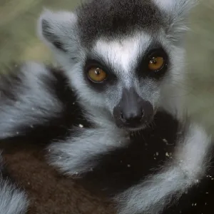 Ring-tailed Lemur