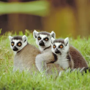 Ring tailed Lemur