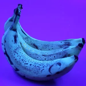 Ripe Bananas in UV Light (2/2)