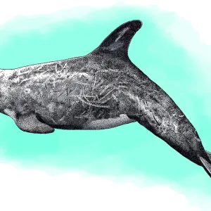Rissos dolphin