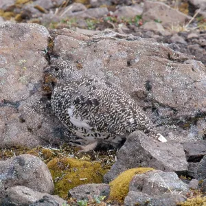 Rock Ptarmigan