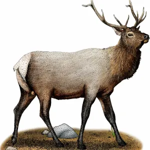 Rocky mountain elk Rocky mountain elk