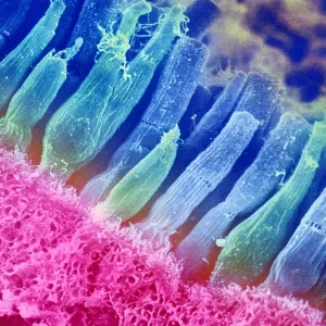Rods and cones of the Eye's Retina, Under a Scanning Electron Microscope (SEM)
