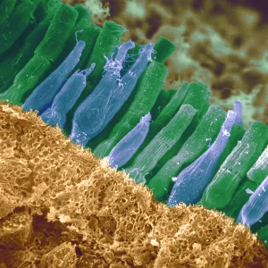 Rods and cones in retina