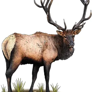 Roosevelt Elk Roosevelt Elk