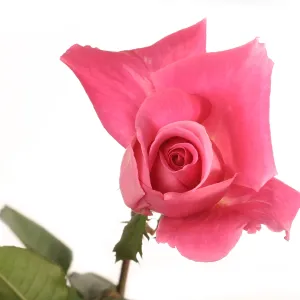 Rose blooming Rose blooming