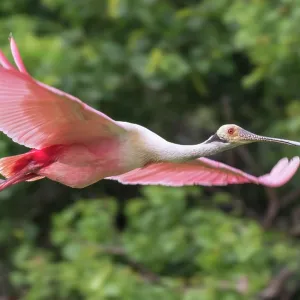 Roseate Spoonbill Flying