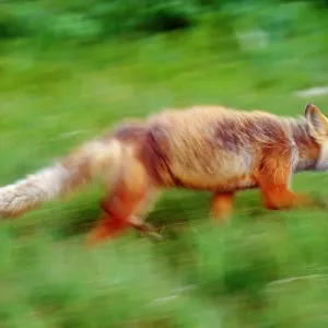 Running red fox Running red fox