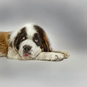 Saint Bernard