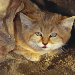 Sand Cat