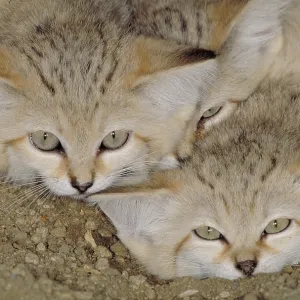 Sand cat (Felis margarita)